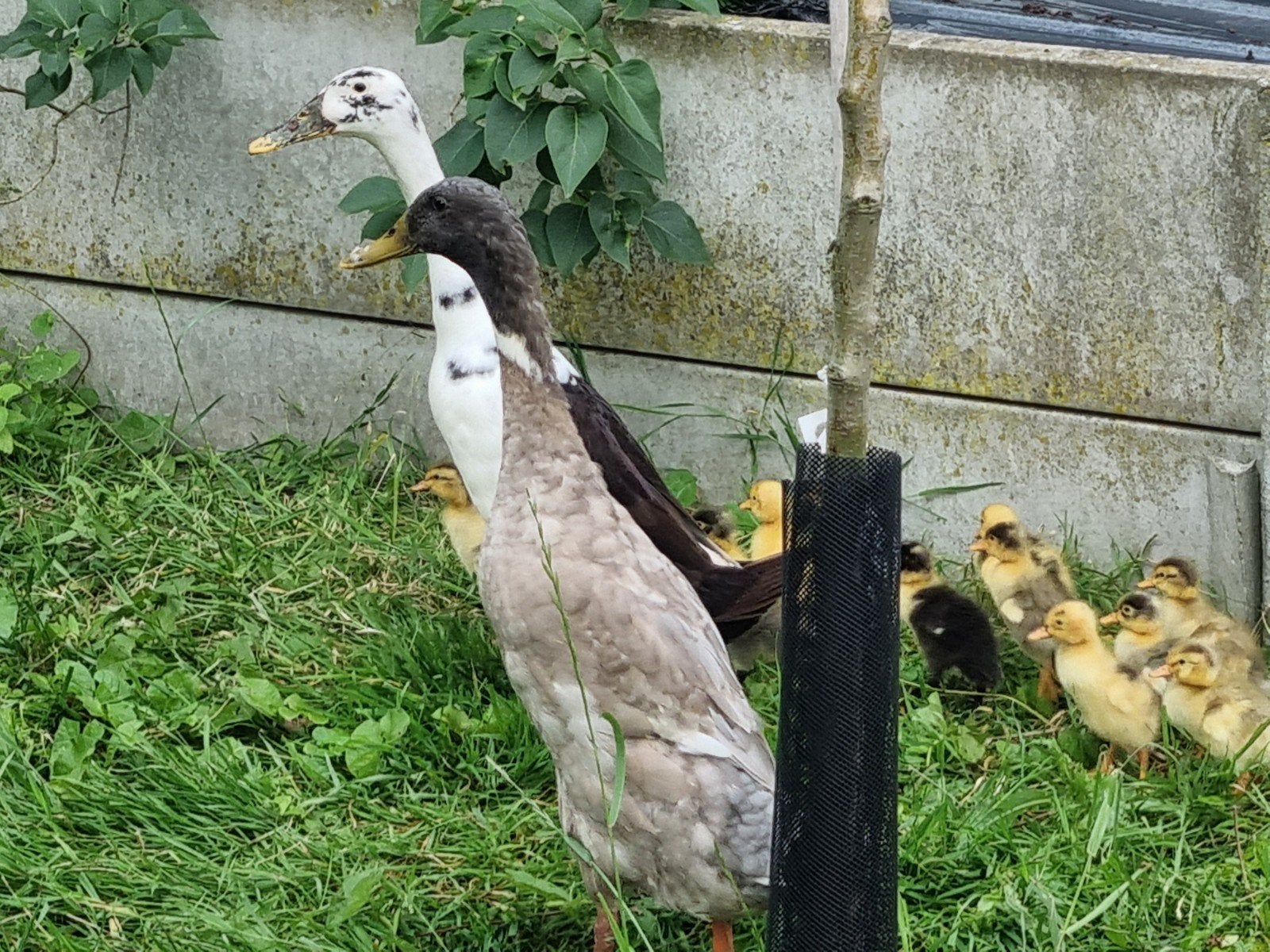 Pasgeboren loopeenden te koop, Canard