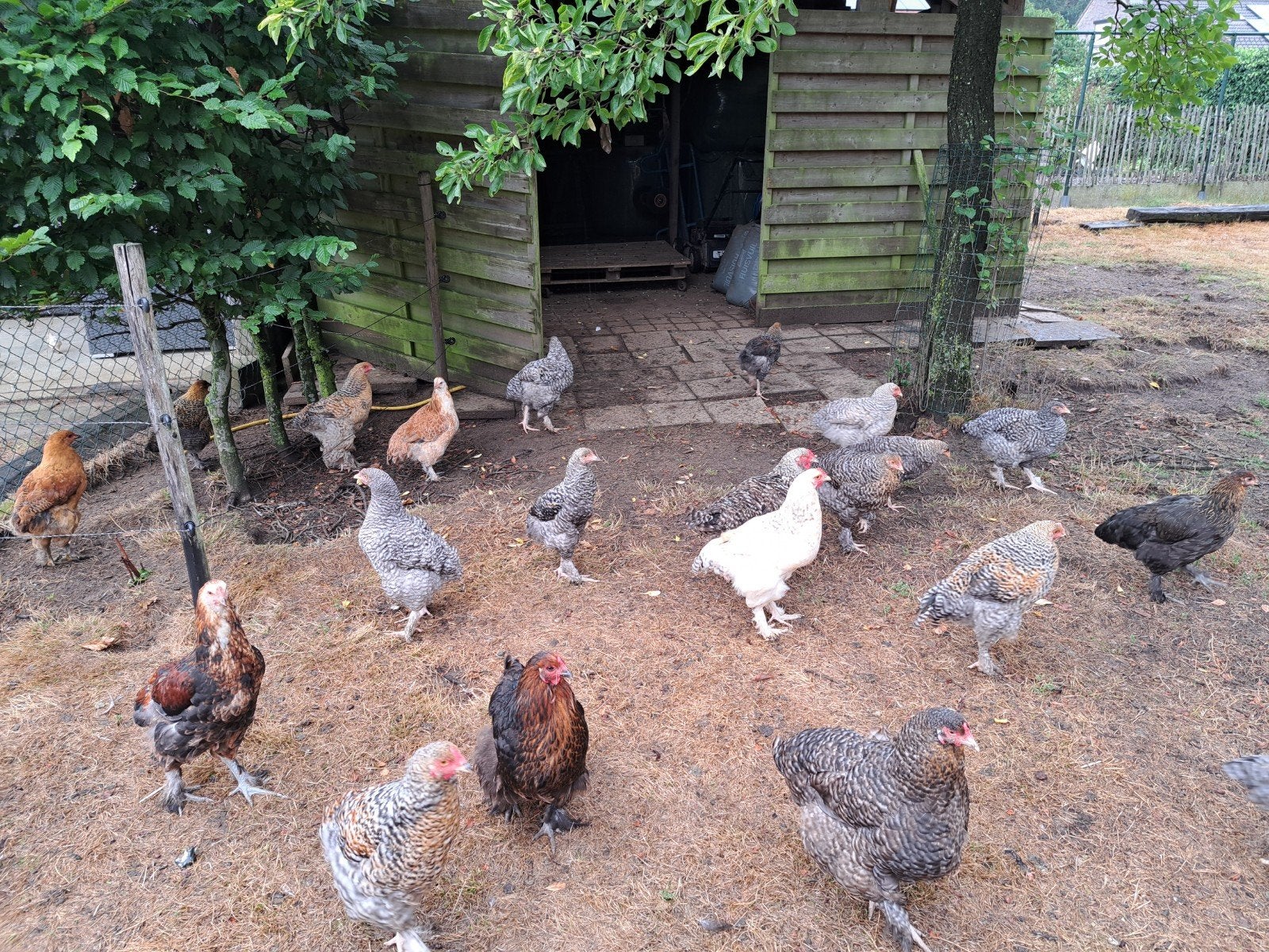 kuikens ( hanen en hennen ), Dieren en Toebehoren