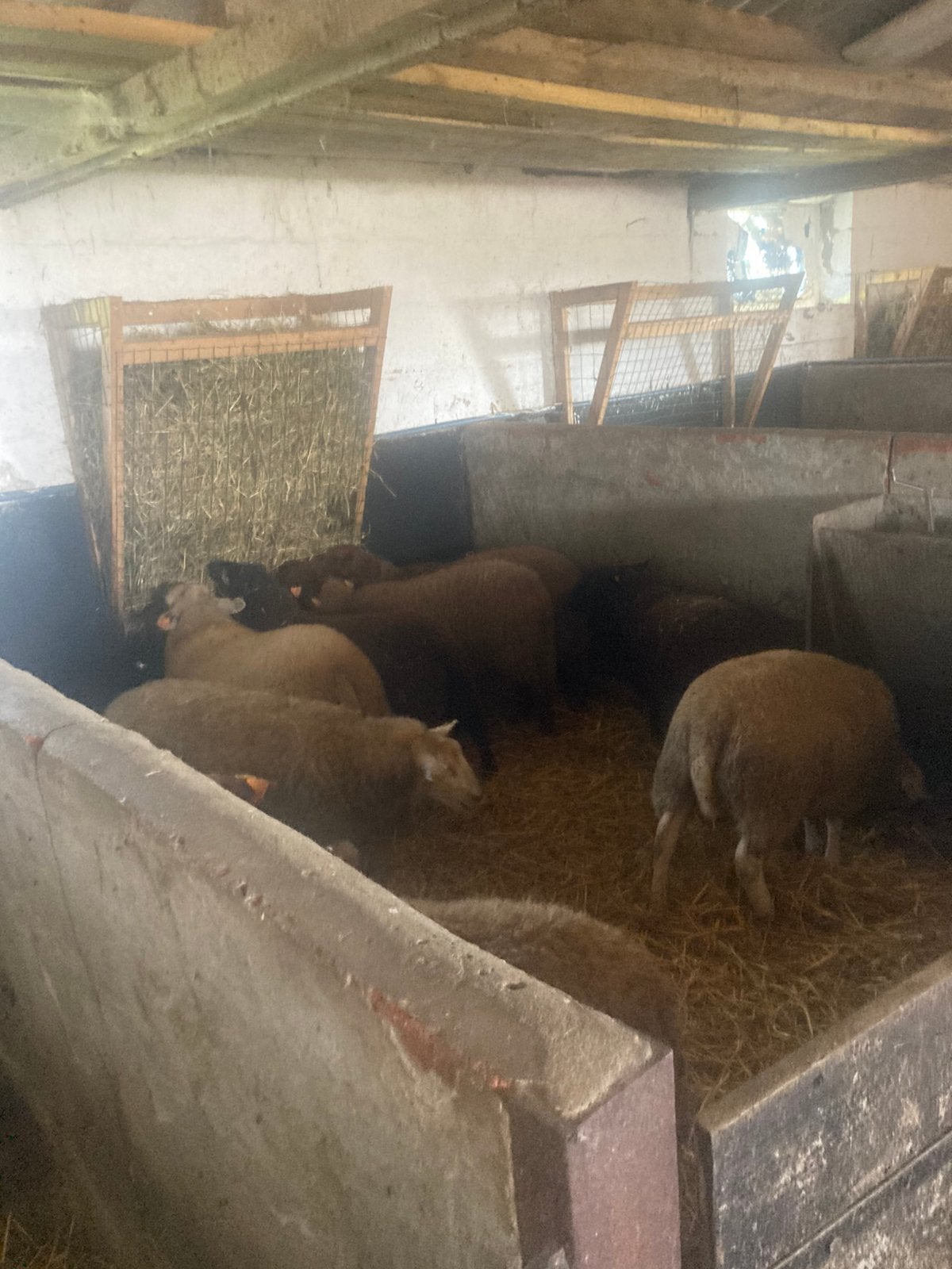 Aan-verkoop van schapen, Dieren en Toebehoren, Januari, Meerdere dieren