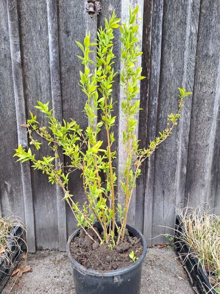 Forsythia - chinees klokje, Tuin en Terras, Ophalen, Haag