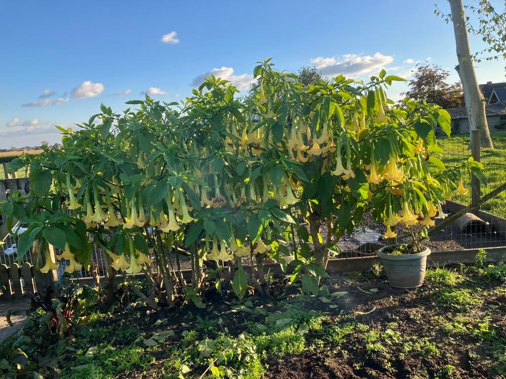 Brugmansia Engelentrompet ( groot en klein), Ophalen