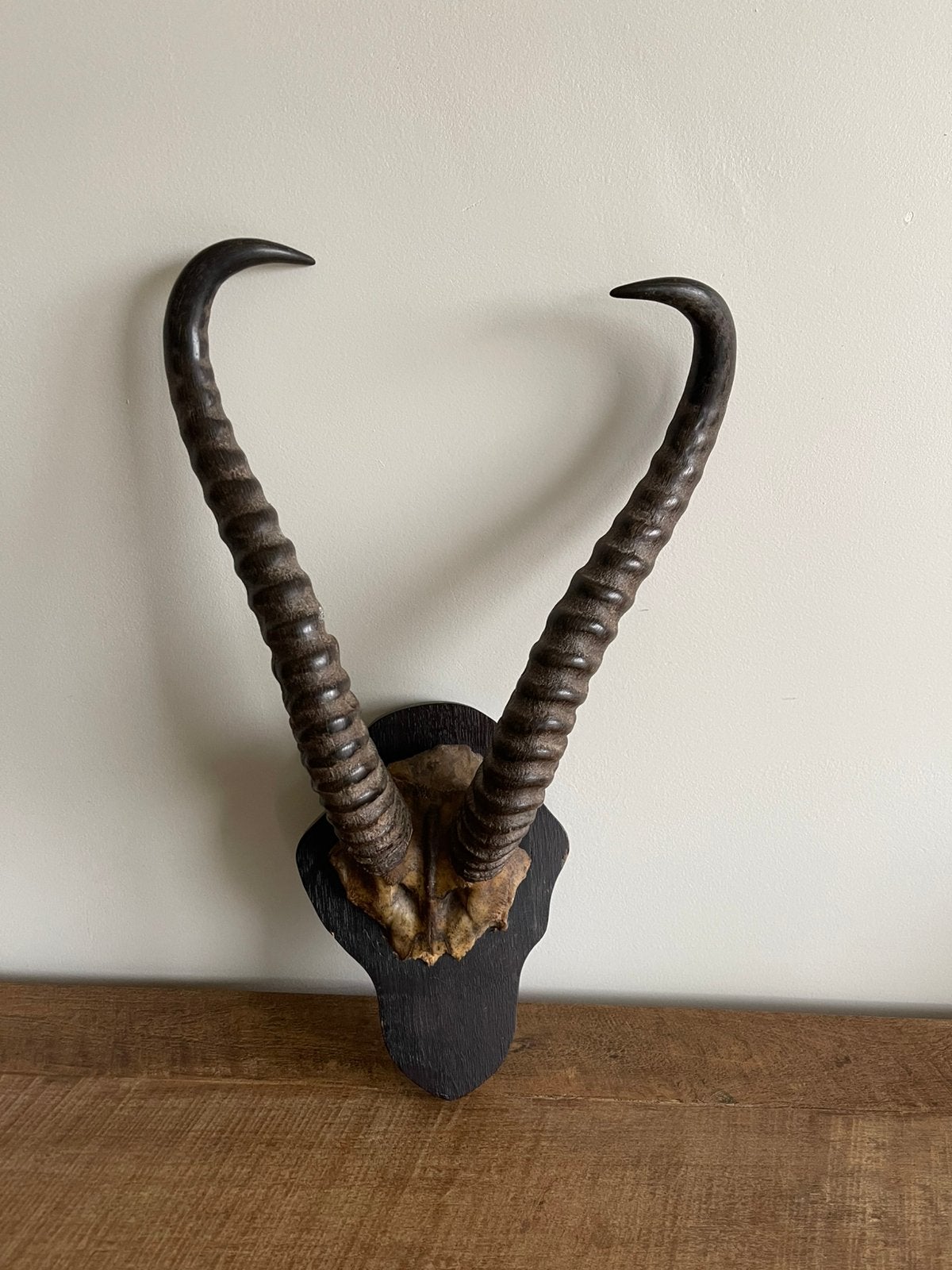 Hoorns springbok, Verzamelen, Ophalen of Verzenden, Zo goed als nieuw