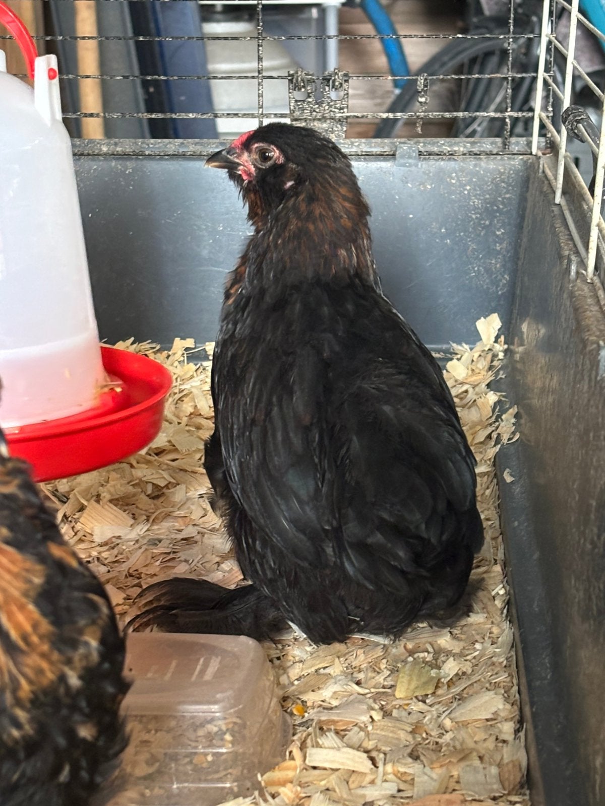 Zijdehoen x cochin haantje, Dieren en Toebehoren