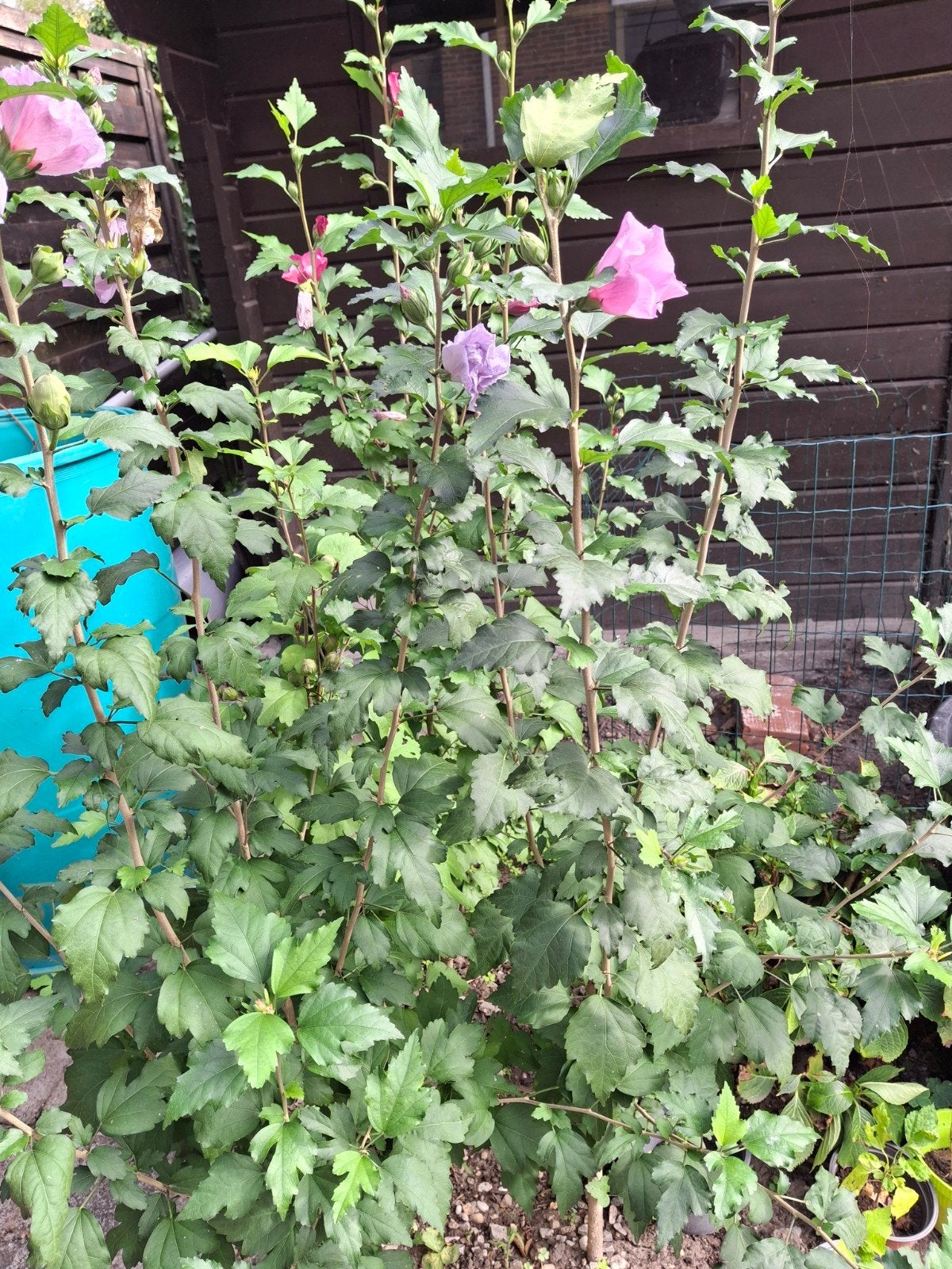 hibiscus, Tuin en Terras, Ophalen, Zomer, Vaste plant, Volle zon