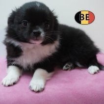 Chihuahua "type" - langharige pup te koop, Dieren en Toebehoren, België, Handelaar, CDV (hondenziekte), 8 tot 15 weken