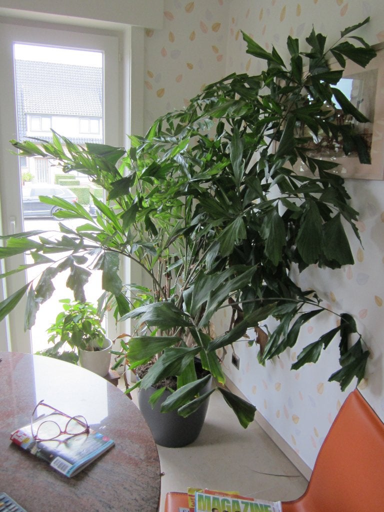 Mooie plant, Enlèvement, Plante fixe, Mi-ombre