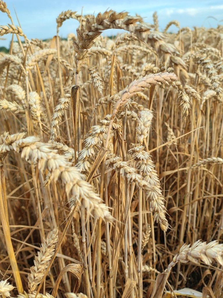 Ik zoek bijkomend akkerland, Articles professionnels, Agriculture | Immobilier agricole, Enlèvement, 1 à 5 ha, Exploitation agricole