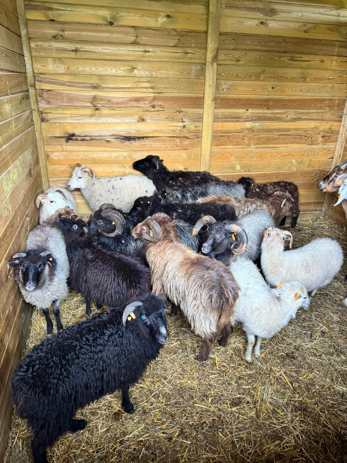 À VENDRE – LOT DE 5 MOUTONS D’OUESSANT, Animaux & Accessoires, Mouton