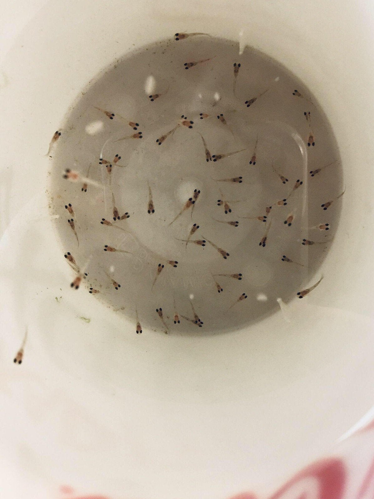 Baby Guppy's, Enlèvement