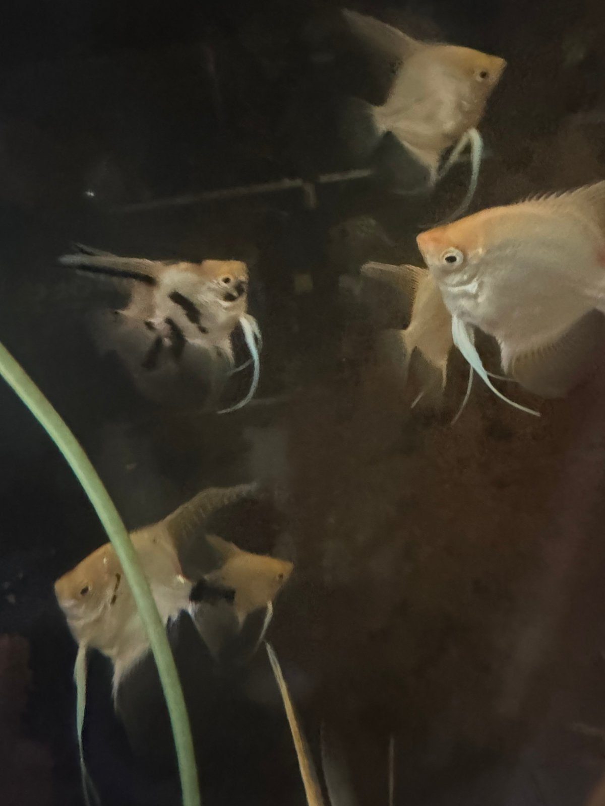 Maanvissen, Dieren en Toebehoren