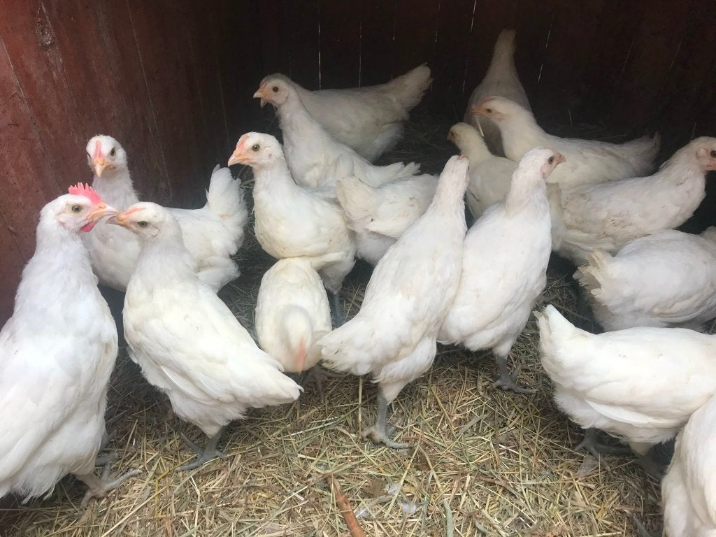 Poule de Bresse kippen