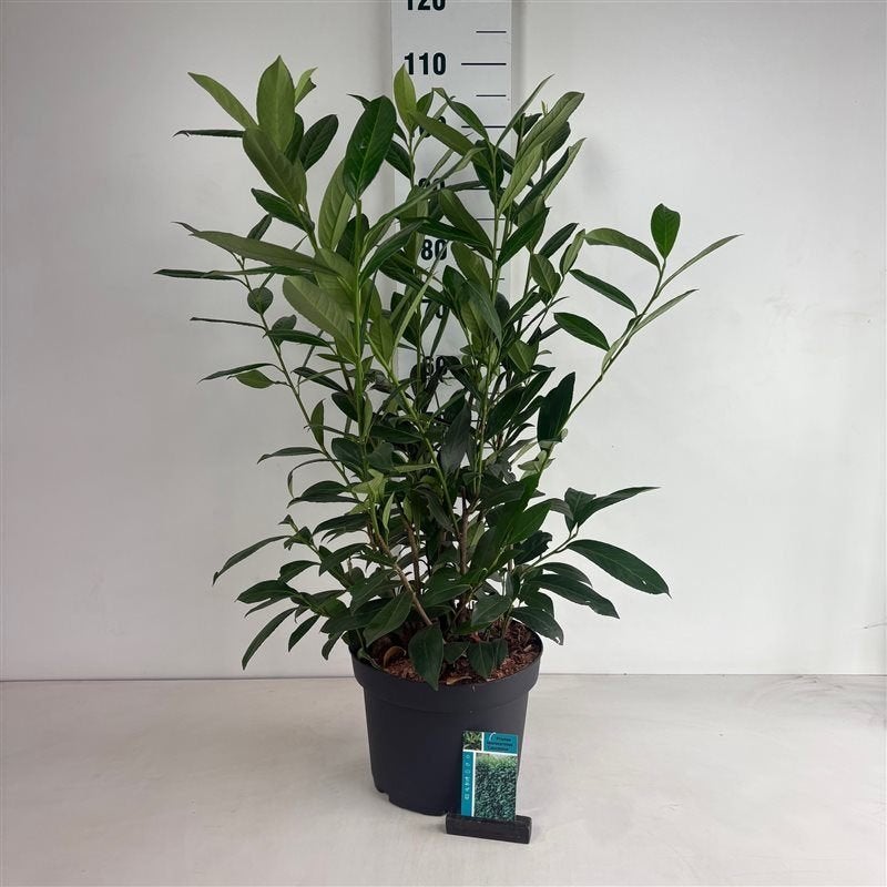 Laurierplanten, Ophalen, Laurier, Haag, 100 tot 250 cm