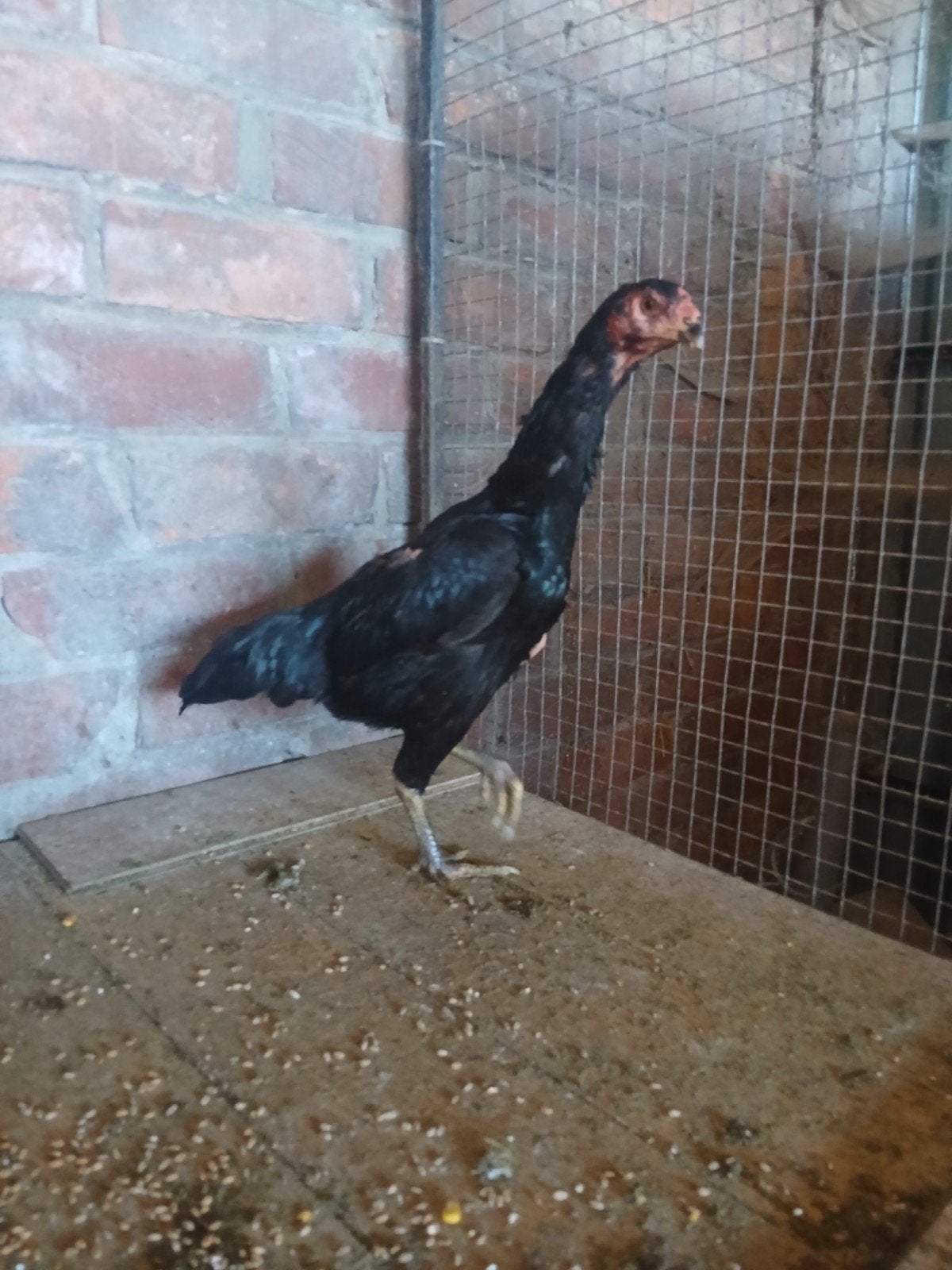 Shamo kip 2025, Dieren en Toebehoren, Kip