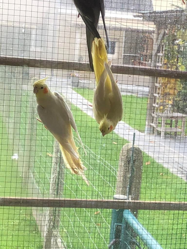 Gele valparkiet, Dieren en Toebehoren, Vogels | Overige Vogels