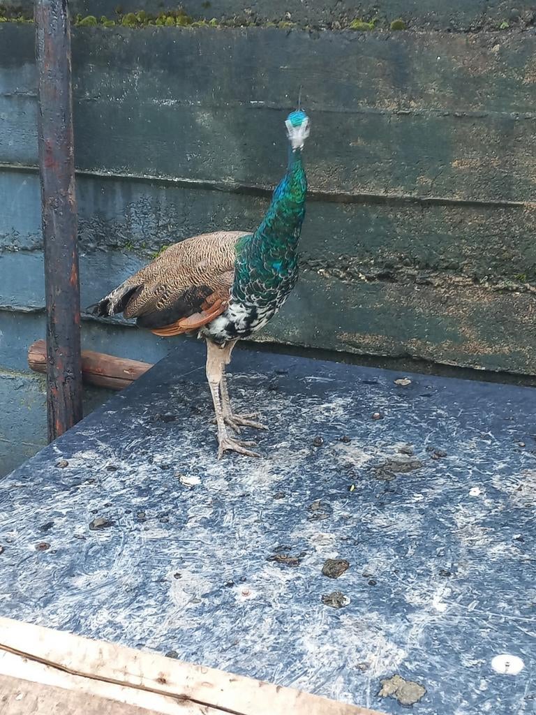 Jonge pauwen (hanen), Dieren en Toebehoren, Pluimvee