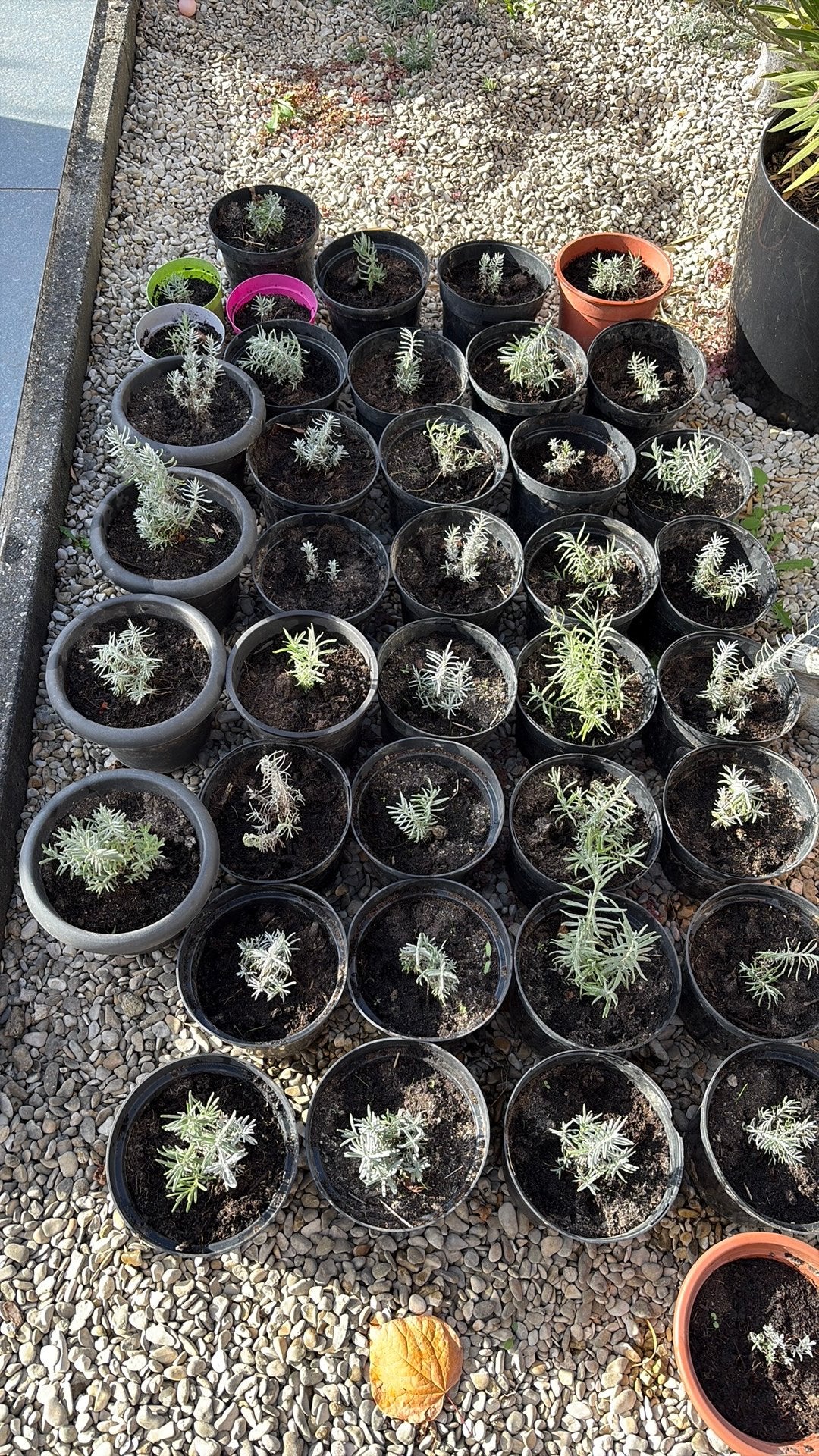 Paarse lavendel plantjes, Ophalen, Zomer