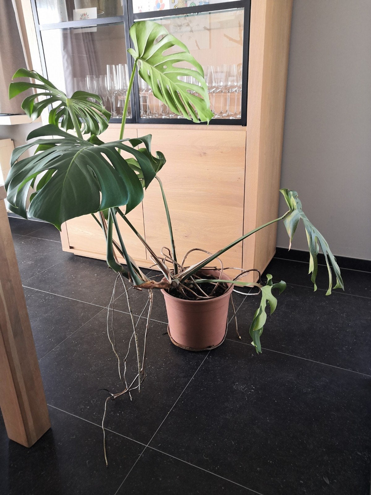 monstera, Huis en Inrichting, Ophalen, Overige soorten, Halfschaduw, 100 tot 150 cm