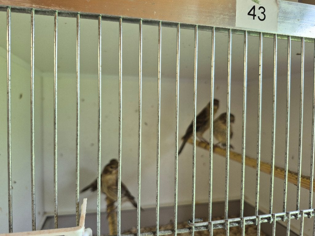 kanarie, Dieren en Toebehoren, Meerdere dieren, Kleurkanarie