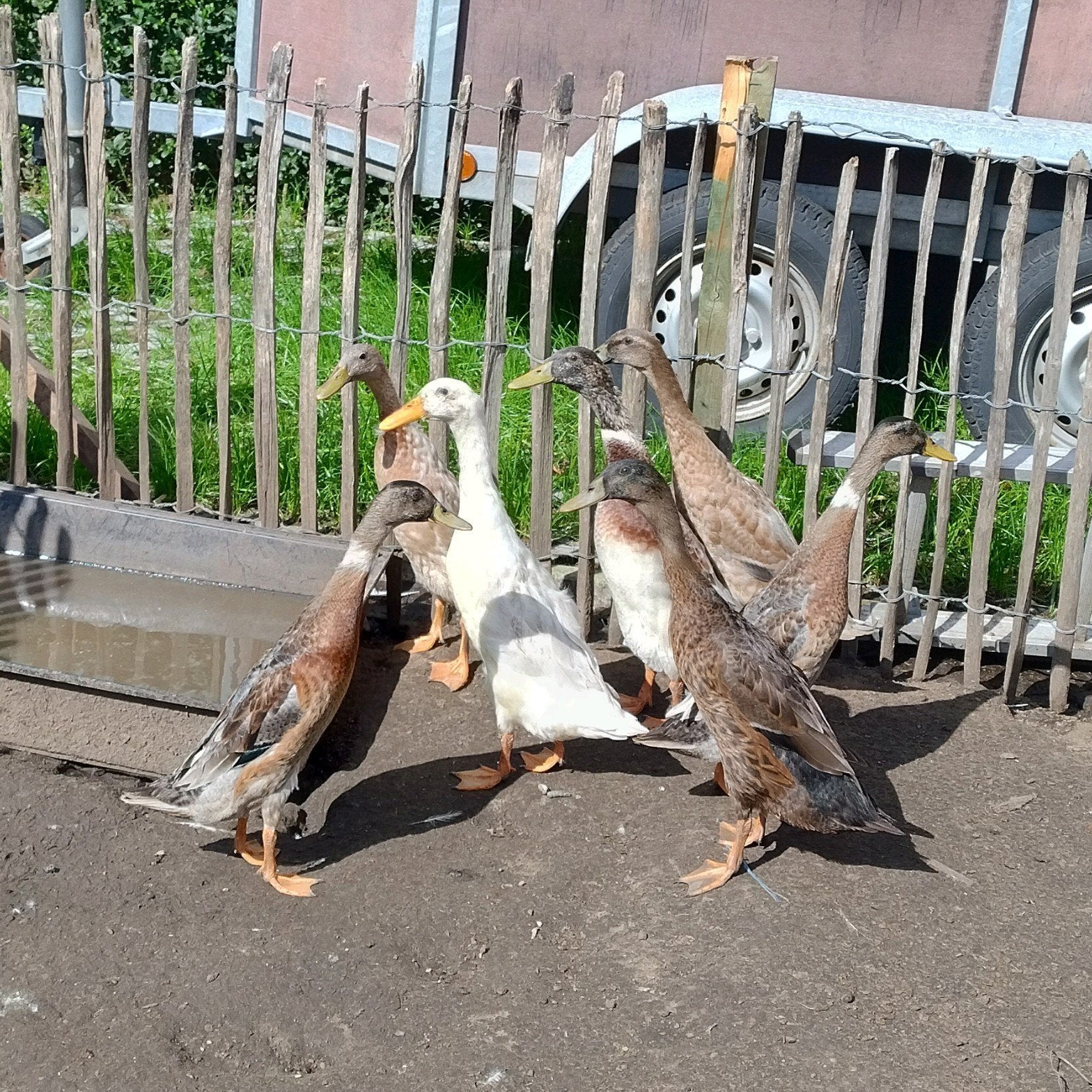 indische loopeenden mannetjes, Mâle, Canard