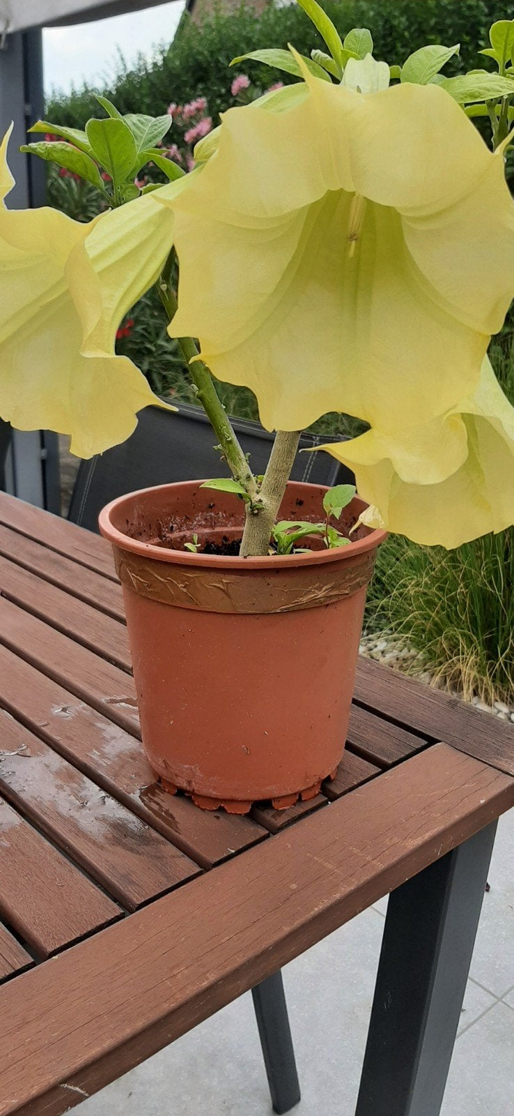 mooie Brugmansia/trompetplanten met gele bloemen, Ophalen