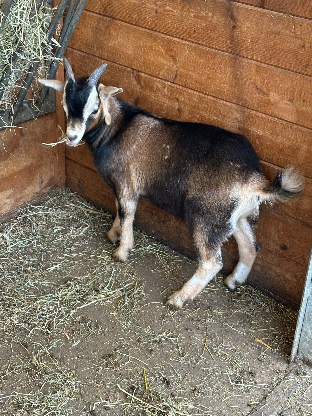 Dwerggeit bruin met tan, Mâle, Chèvre, 0 à 2 ans