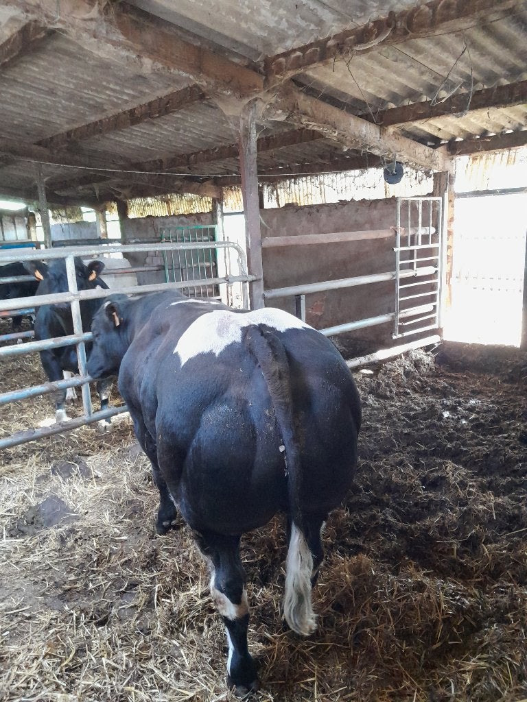dekstier, Dieren en Toebehoren, Runderen, Mannelijk, 0 tot 2 jaar