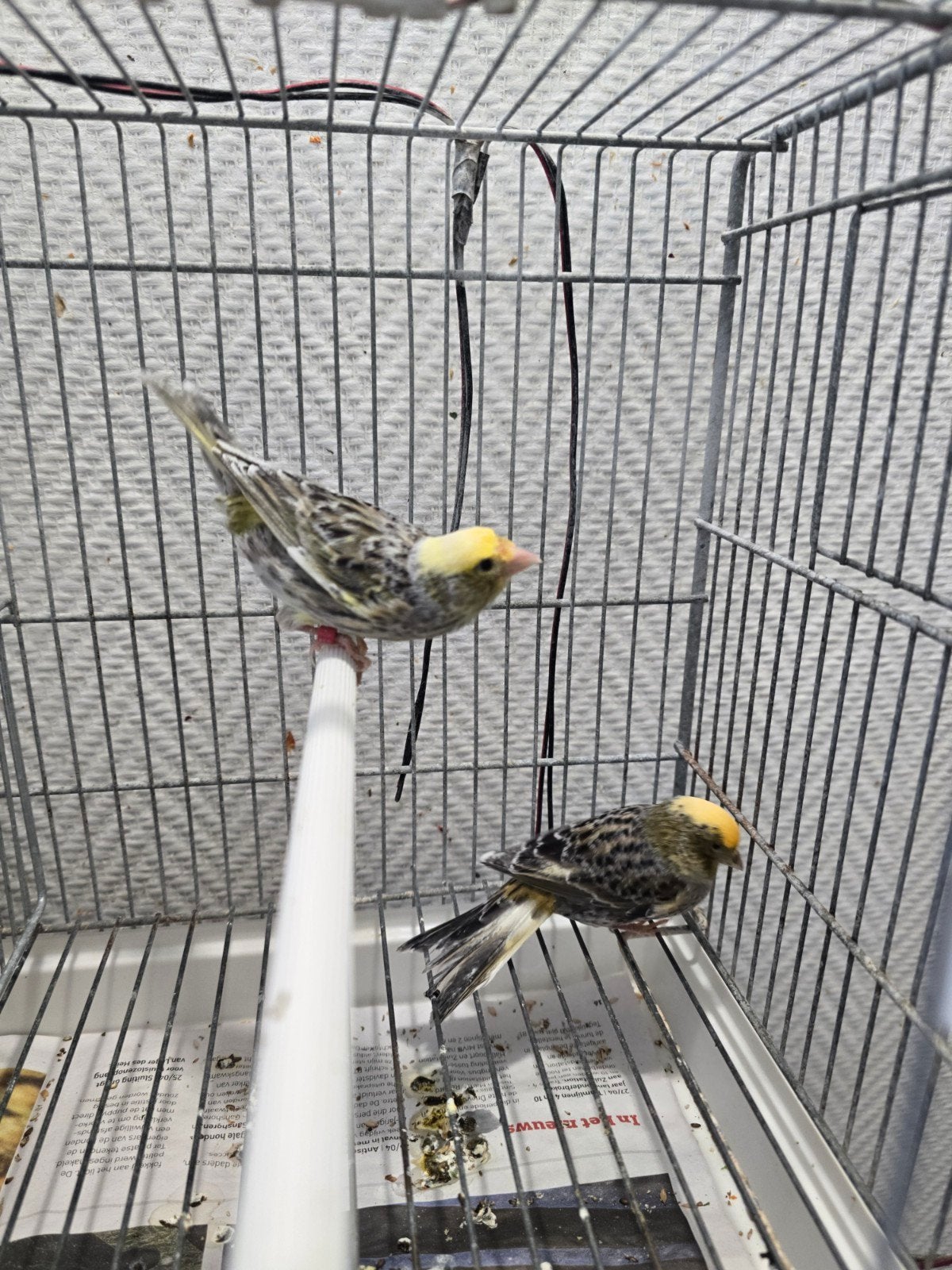 Koppel kanarie 30€, Dieren en Toebehoren