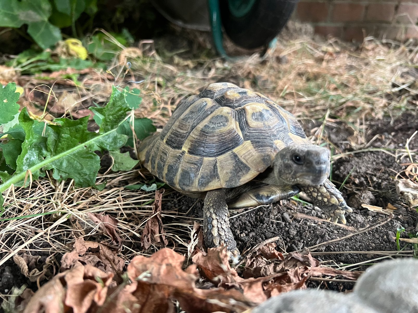 Tortue terrestre (Testudo hermanni boettgeri), Tortue, 7 à 10 ans