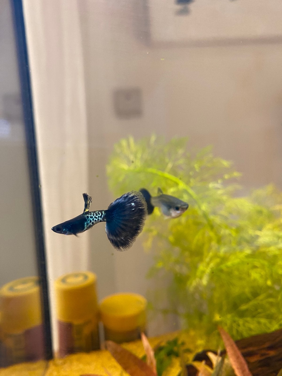 Raszuivere Ancistrus & vrouwtjes guppy, Animaux & Accessoires, Poissons | Poissons d'aquarium, Poisson