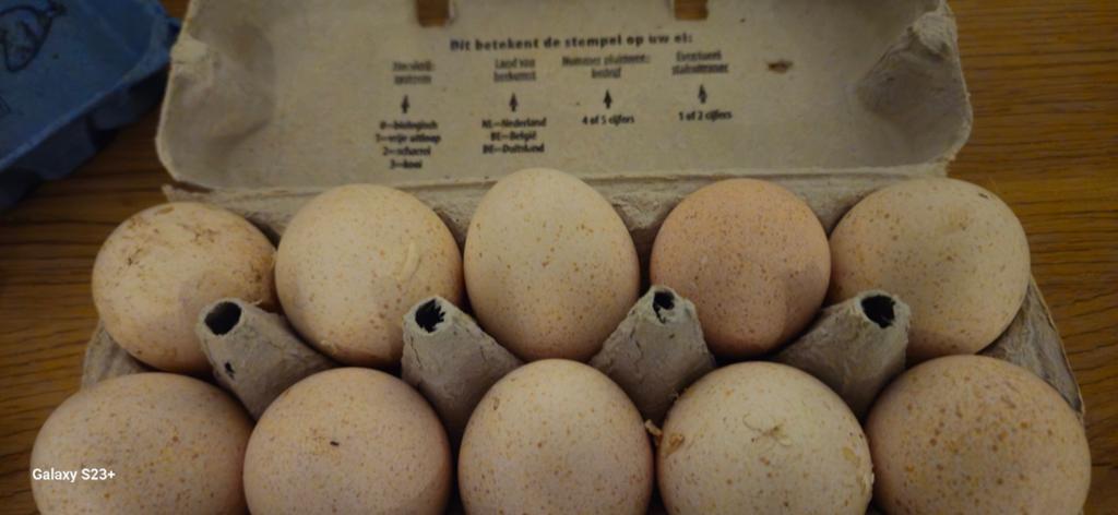 Verse broedeieren van kalkoen. €2 per ei., Dieren en Toebehoren
