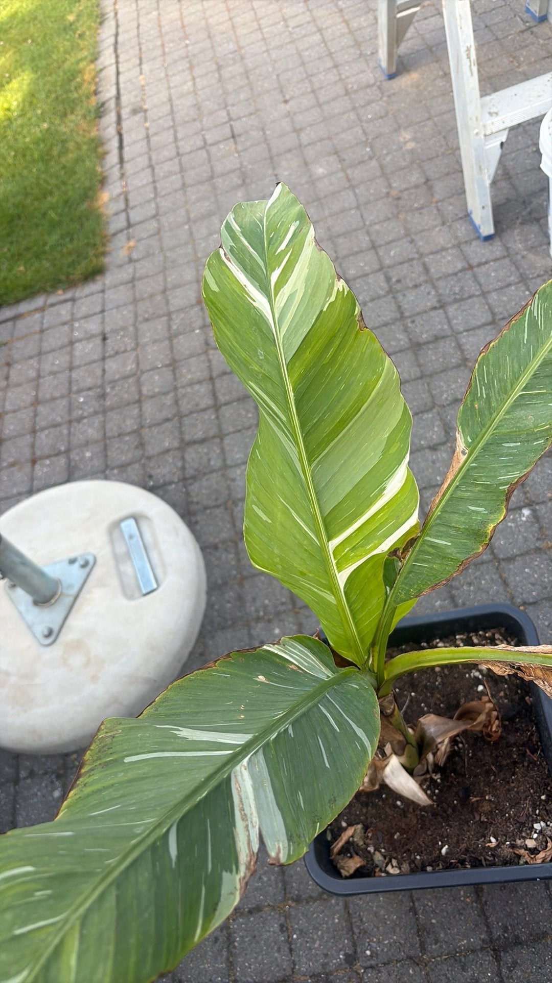 Musa ice cream variegated, Tuin en Terras, Volle zon, Vaste plant, Zomer, Ophalen