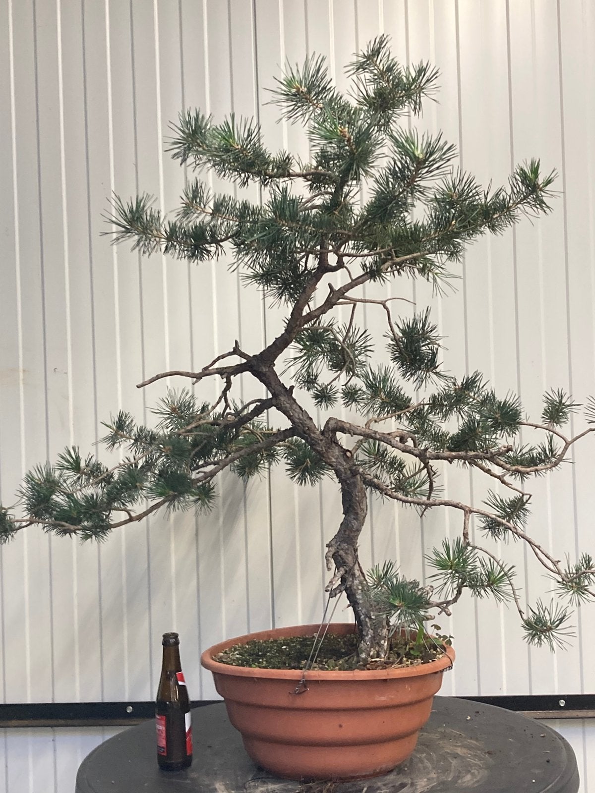 Bonsai pinus sylvestris yamadori, Tuin en Terras, Ophalen