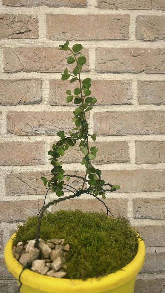 Jonge Bonsai in Ontwikkeling – Uniek Project!, Tuin en Terras, Ophalen