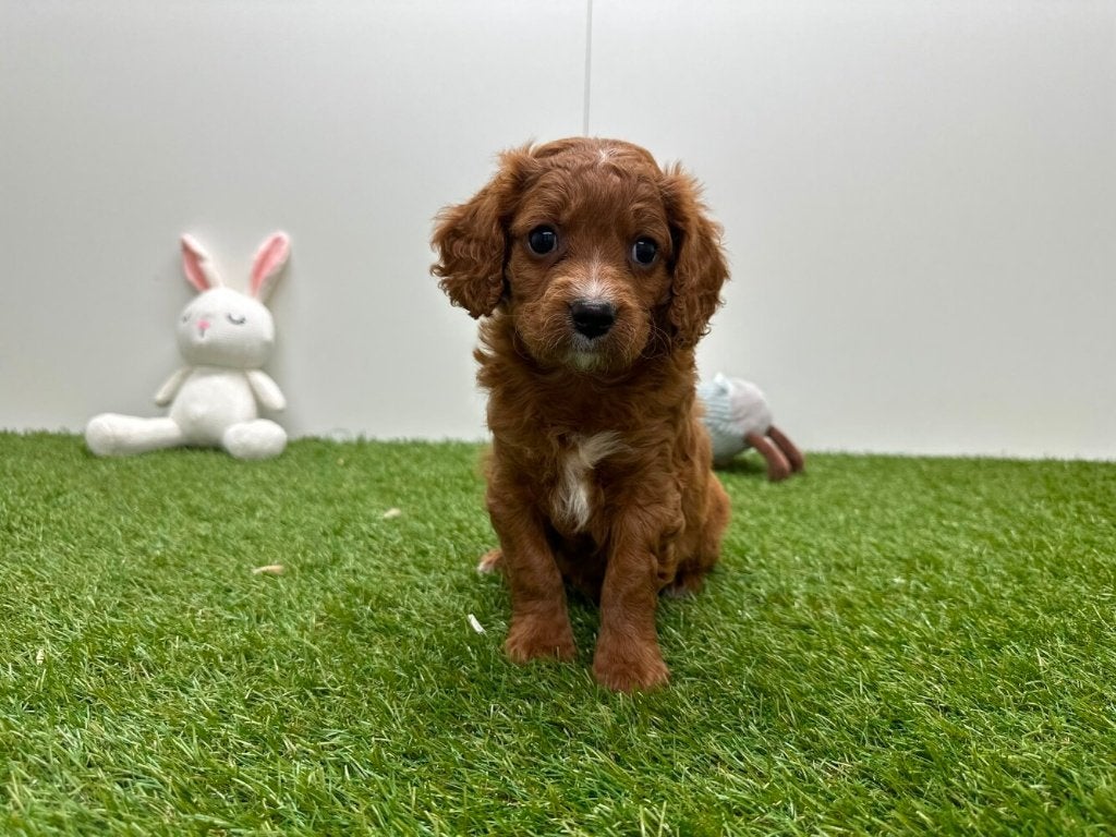 Portée de chiots Cavapoo (F2) 2, Animaux & Accessoires, Maladie de Carré (chiens), Plusieurs, Belgique, Plusieurs animaux