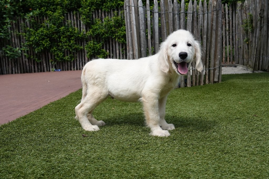 Prachtige Golden Retriever pup, met stamboom, Dieren en Toebehoren, België, 15 weken tot 1 jaar, Reu, Eén hond