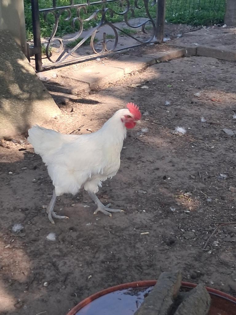 Jonge Poule de Bresse haan, Dieren en Toebehoren, Pluimvee