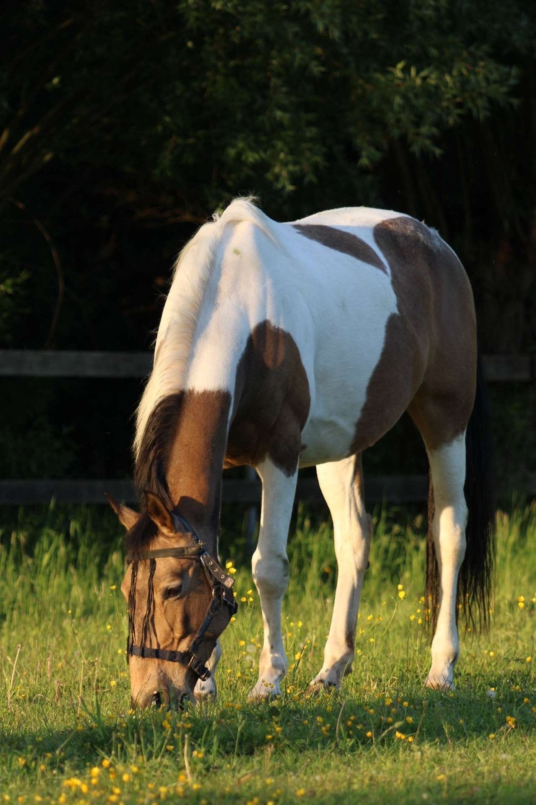 Wandelpaard te koop, Vermifugé, B, 11 ans ou plus, 160 à 165 cm