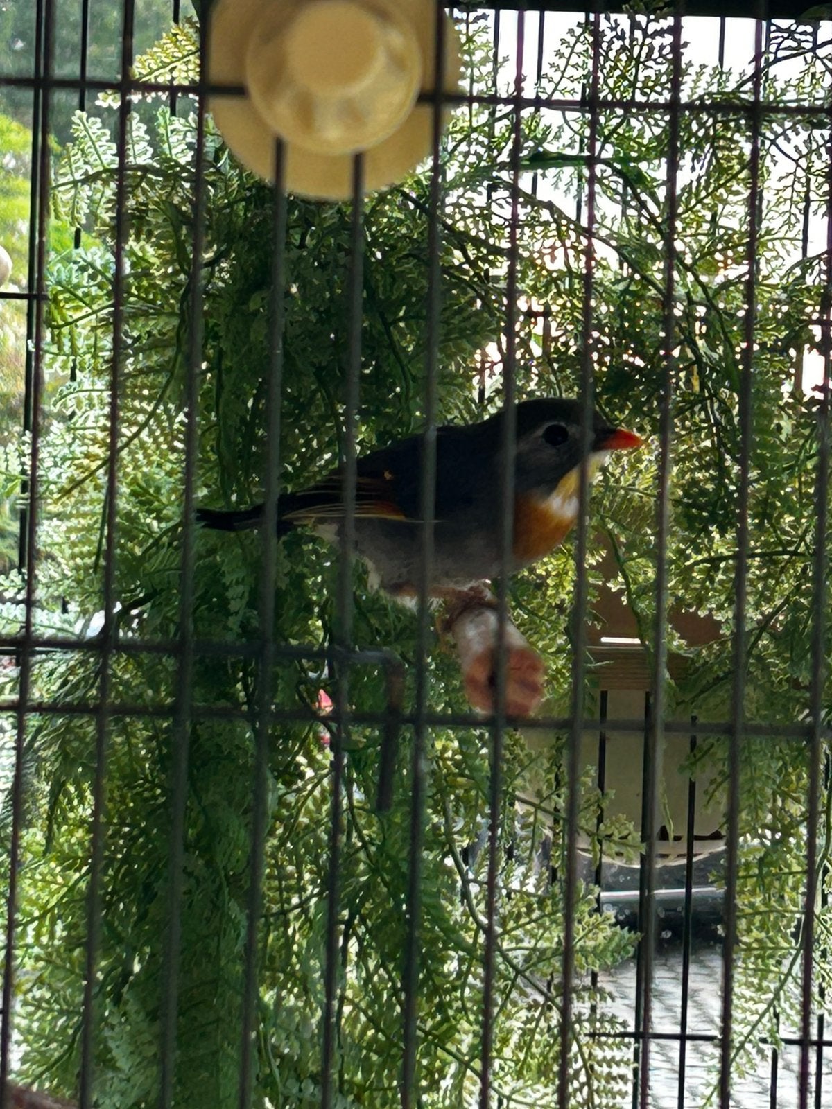 Japanse nachtegaal te koop, Mannelijk, Tropenvogel, Tam