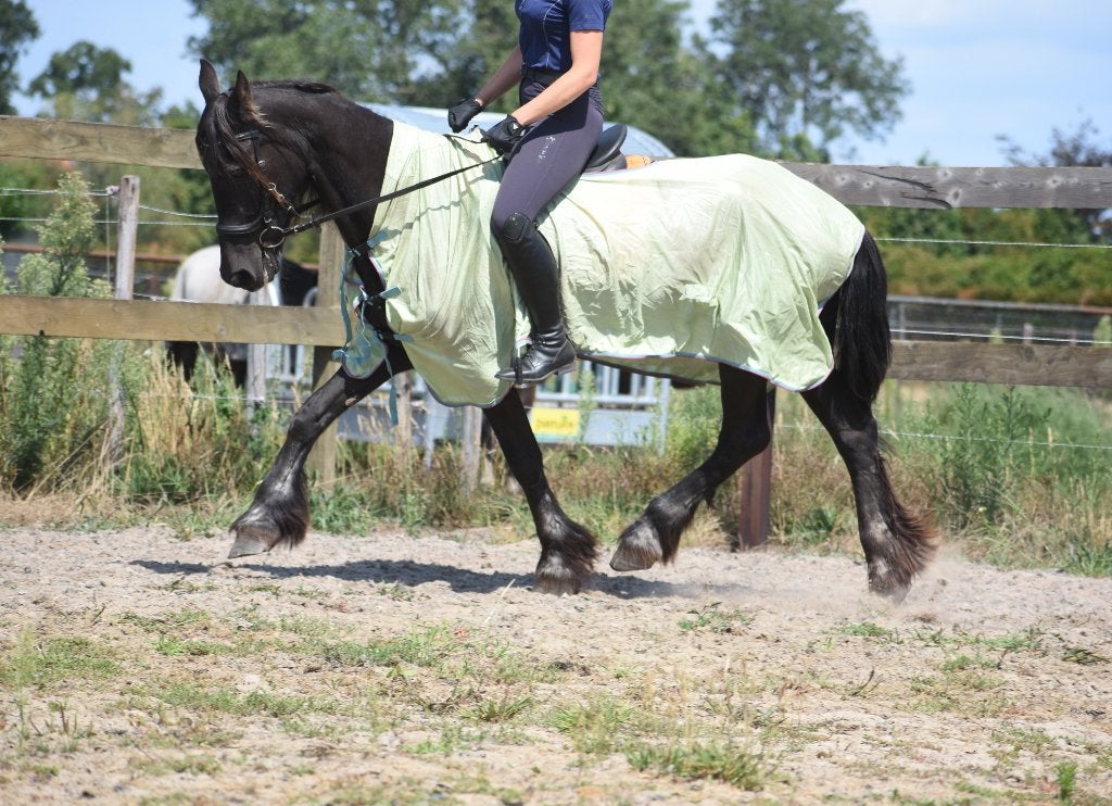 Friese , oudere dame met gouden hart, Dieren en Toebehoren, Paarden, Merrie, 160 tot 165 cm, 11 jaar of ouder, Recreatiepaard