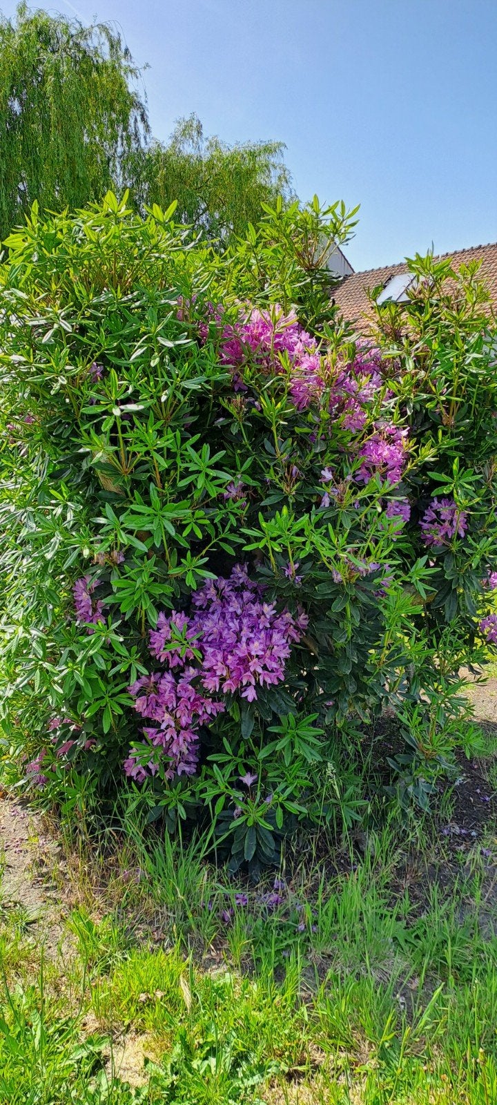 rhododendron te koop groot, Tuin en Terras, Planten | Struiken en Hagen, Ophalen, Rhododendron