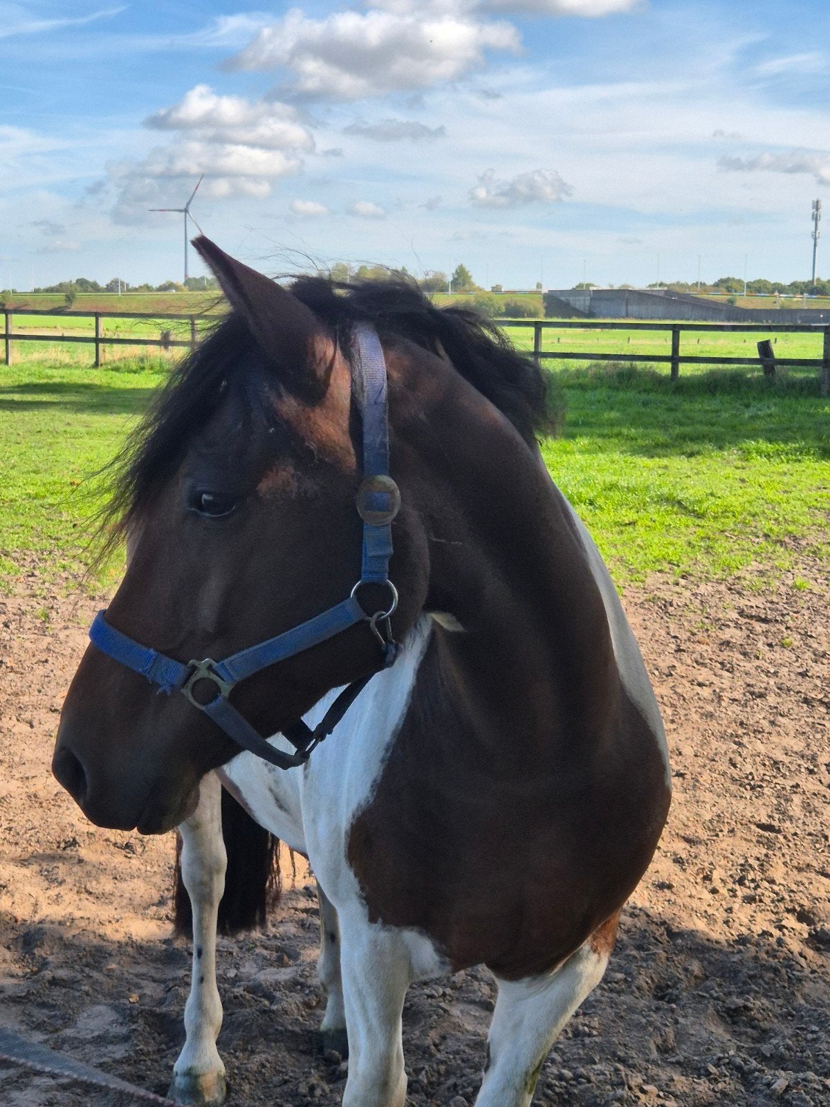 super mooie bonte merrie, Dieren en Toebehoren, Merrie