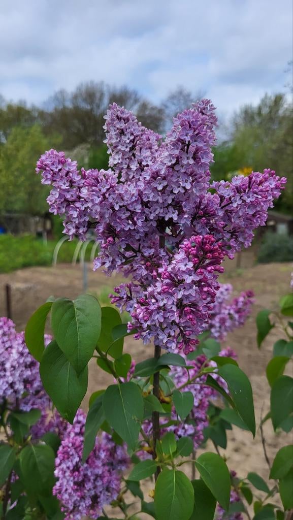 Heel mooie sering/syringa (Winterhard), Tuin en Terras, Ophalen