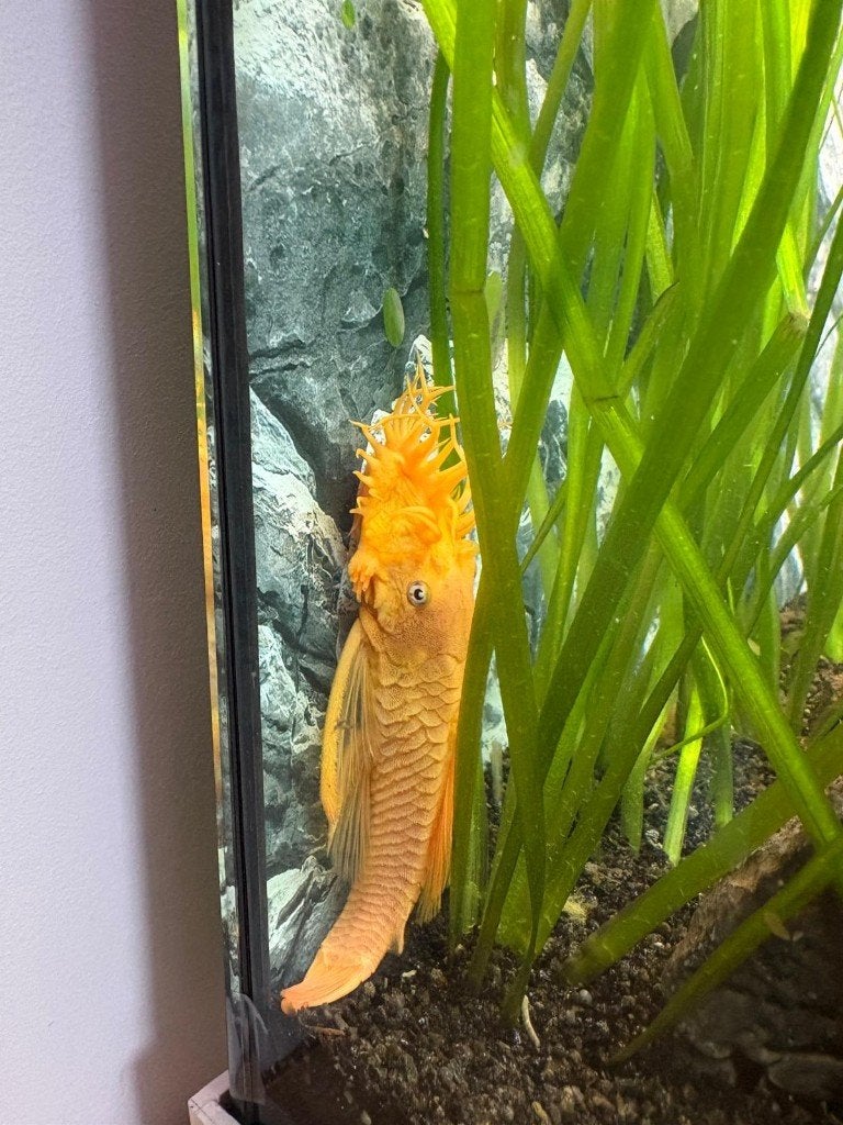 Albino Ancistrus, Dieren en Toebehoren, Vis, Zoetwatervis
