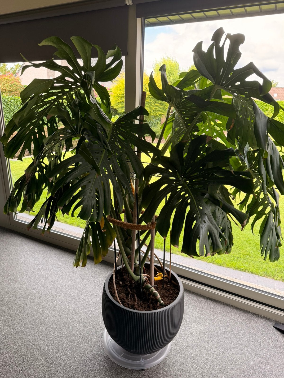 Monstrera plant groot, Huis en Inrichting, Kamerplanten, Ophalen