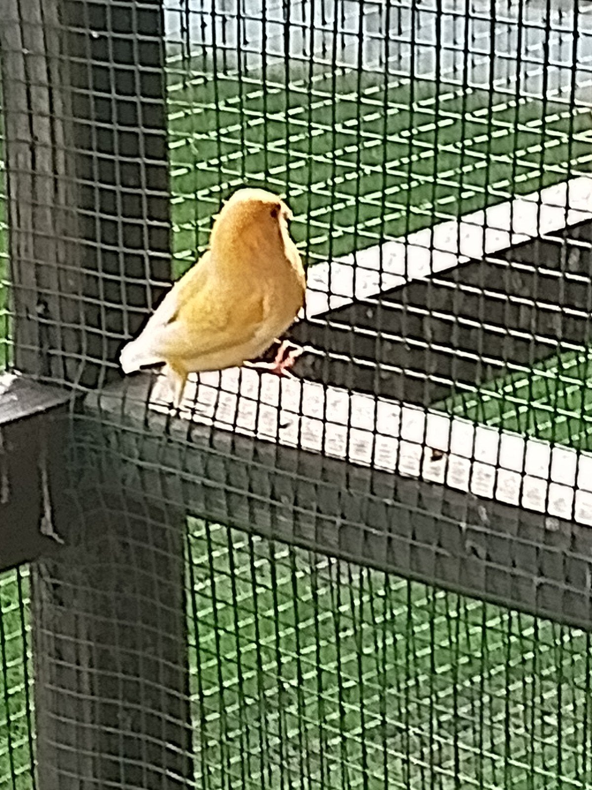 kanarie man, Dieren en Toebehoren, Mannelijk