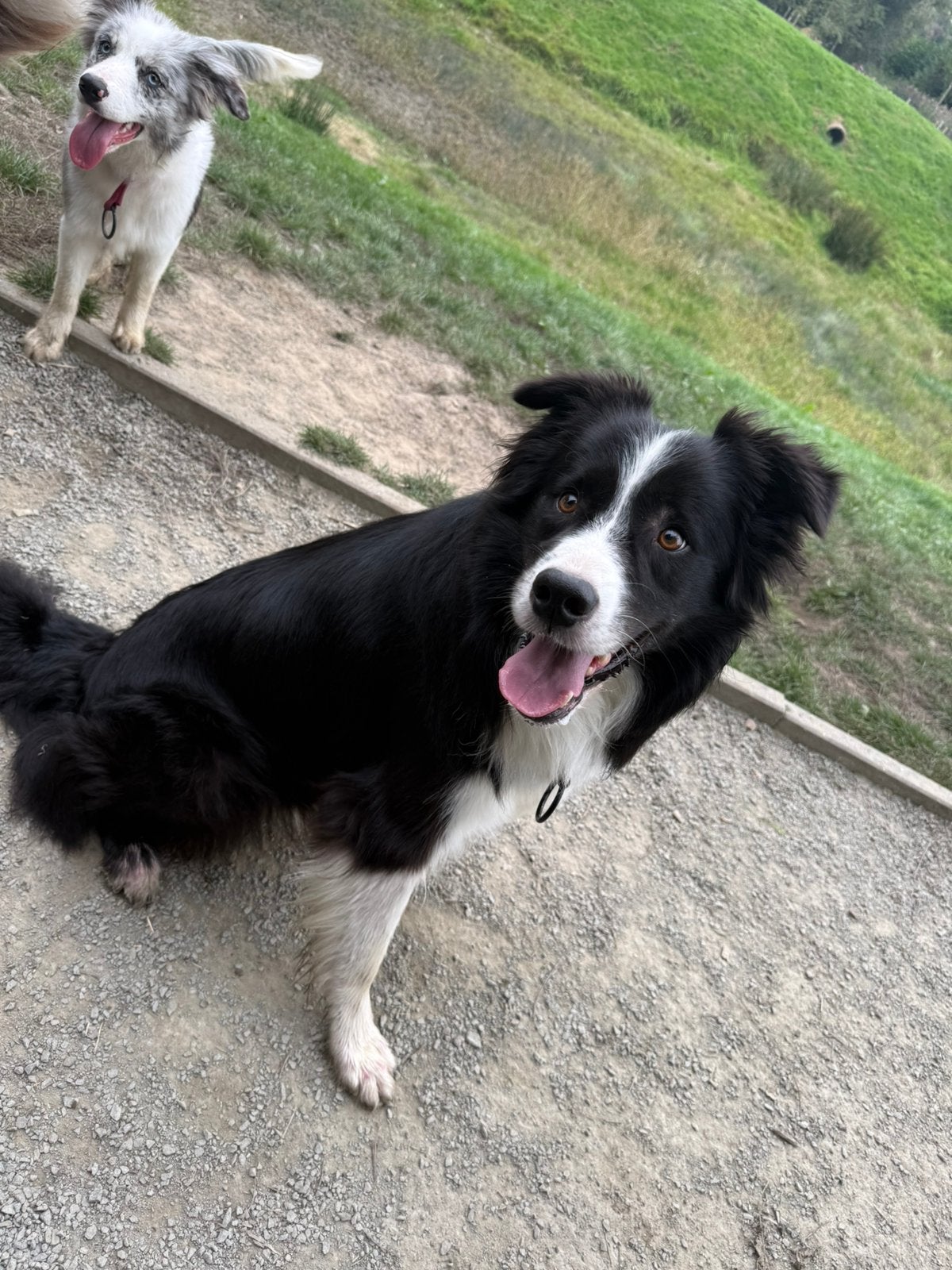 Border Collie X Australische Herder REU, Boeken, Ophalen