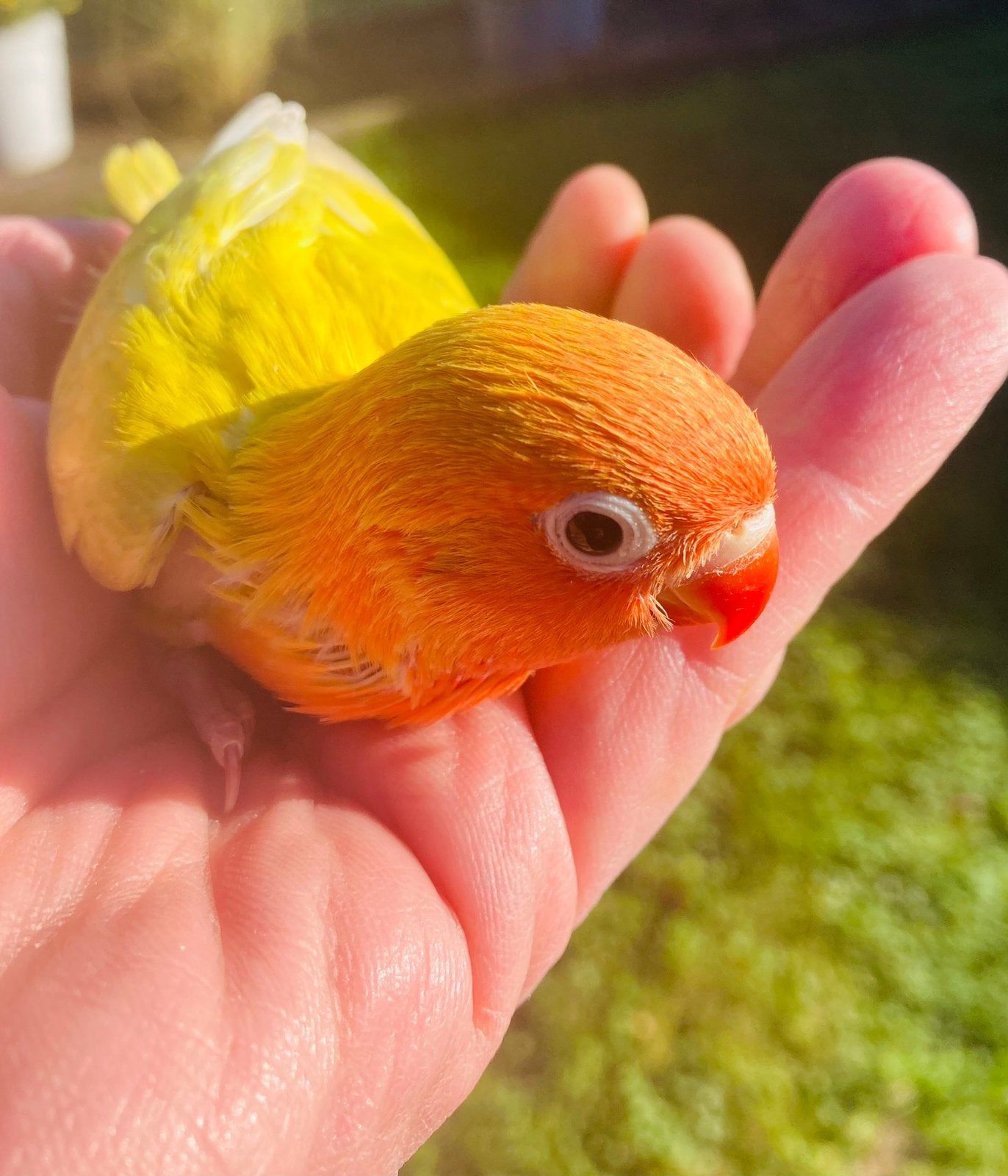 Fischerie dwergpapegaai om TAM te maken, Dieren en Toebehoren, Vogels | Parkieten en Papegaaien, Geslacht onbekend, Dwergpapegaai of Agapornis