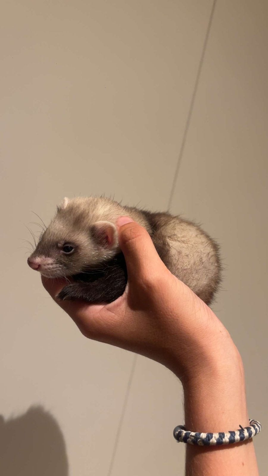 2 mannelijke baby fretten, Dieren en Toebehoren, Fret, Mannelijk, Mei, Tam