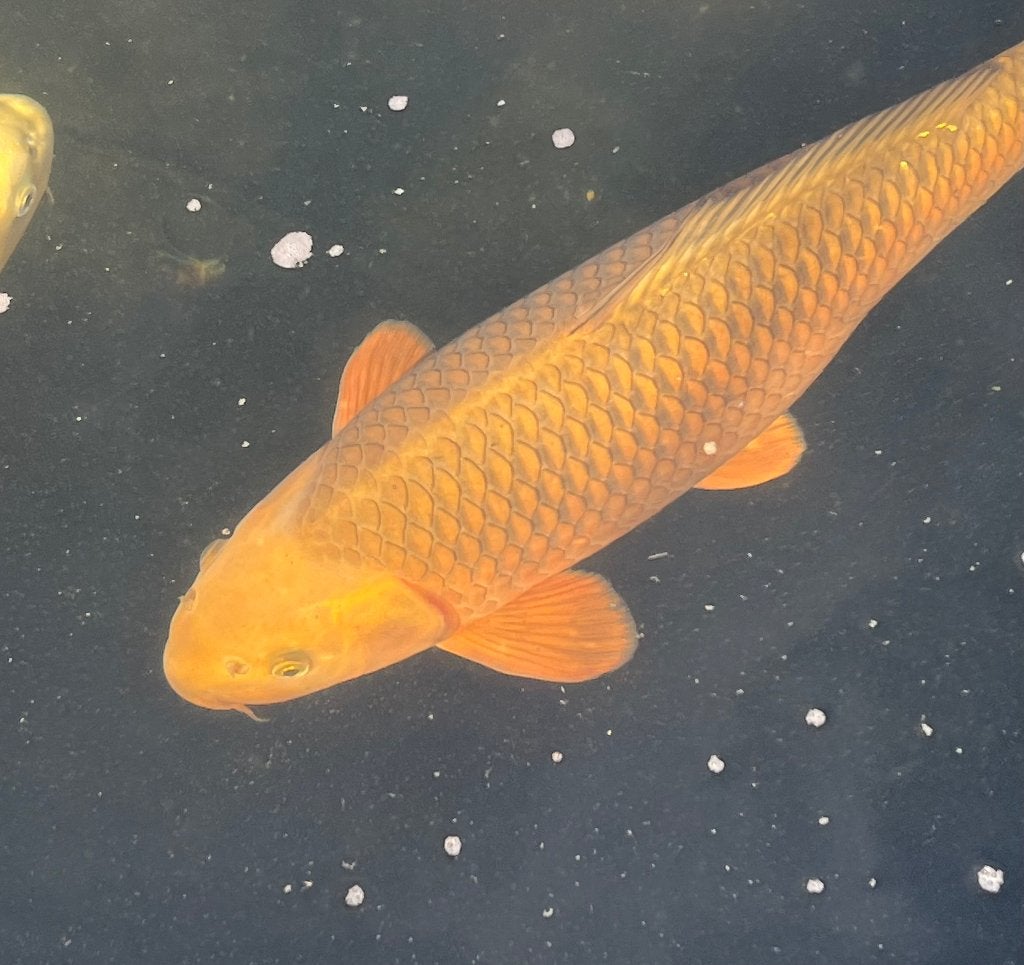 Hirasawa: Nisai Chagoi 55cm. Oofuchi: Sansai Ochiba 60cm., Dieren en Toebehoren, Karper of Koi