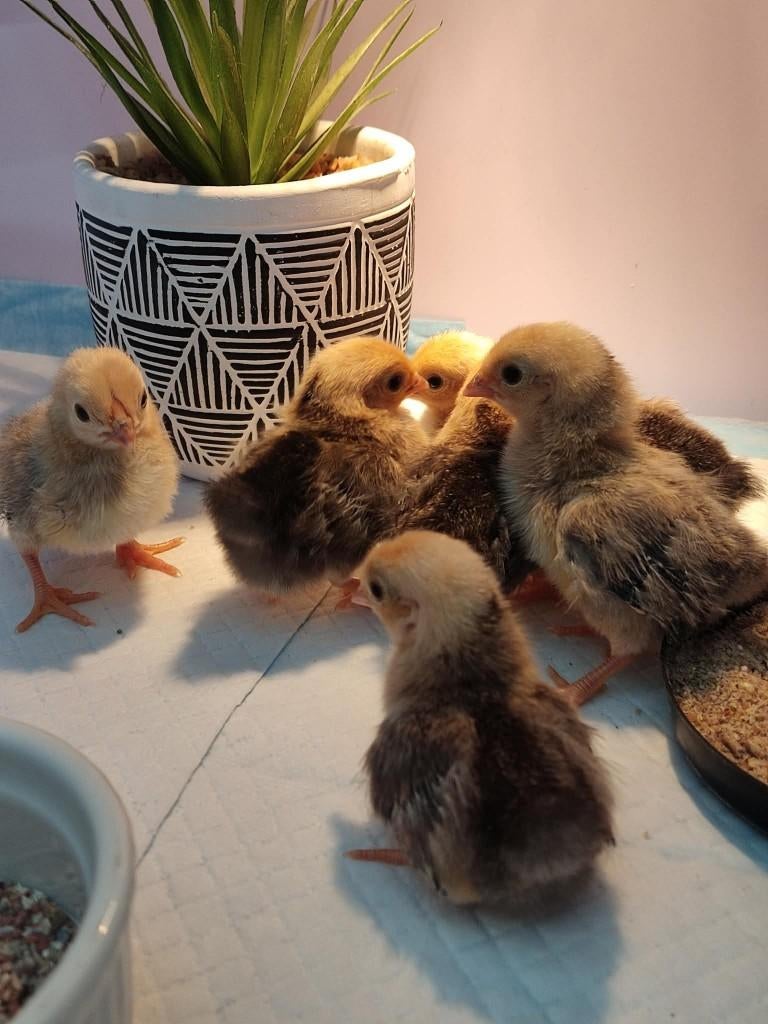 pluimvee, Dieren en Toebehoren, Pluimvee, Geslacht onbekend, Kip